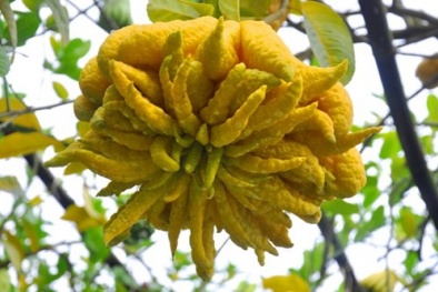 Quả Phật thủ và những công dụng ít người biết